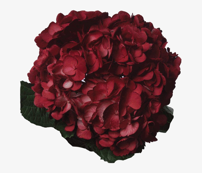 Tinted Dark Burgundy - Red, transparent png download