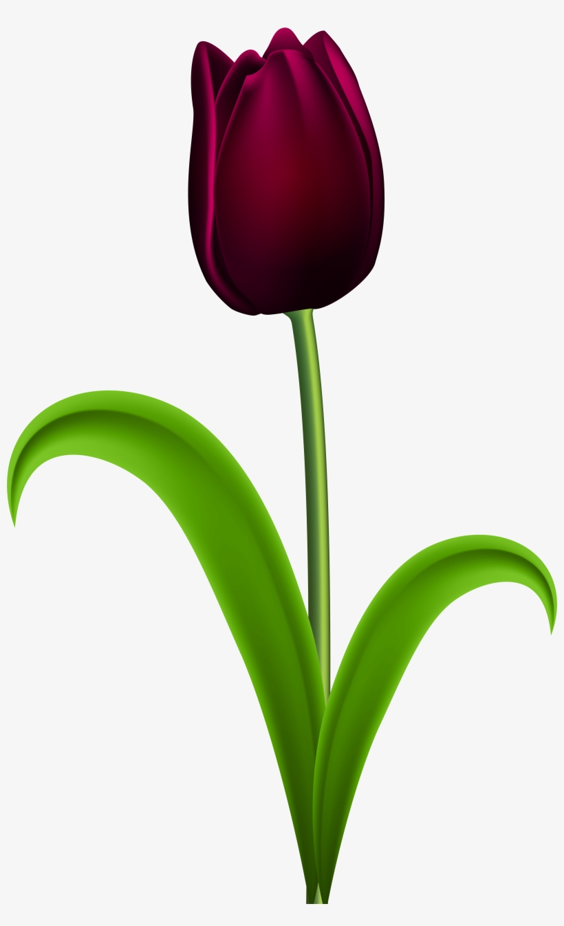 Purple Tulip Flower Png, transparent png download