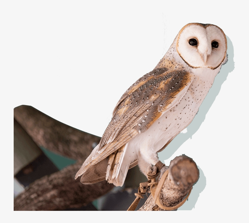 Meet Our Animals - Owl, transparent png download