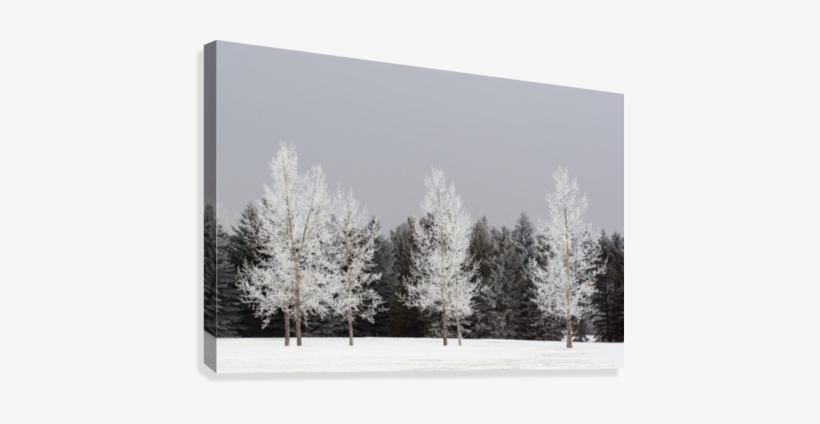 Frost On Trees, Calgary, Alberta, Canada Canvas Print - Posterazzi Frost On Trees Calgary Alberta Canada Canvas, transparent png download