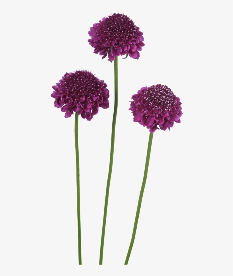 Focal Scoop™ Dark Purple - Gilliflower, transparent png download