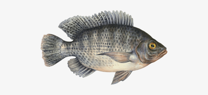 Tilapia Png - Transparent Seafood, transparent png download