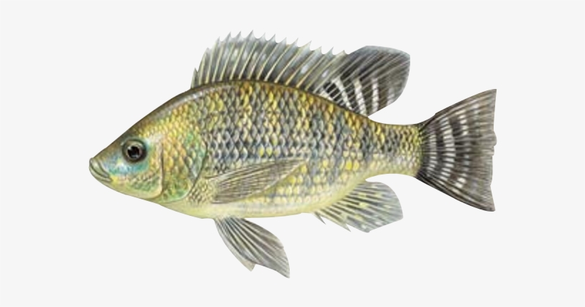 Peixe Tilapia Png - Oreochromis Niloticus, transparent png download