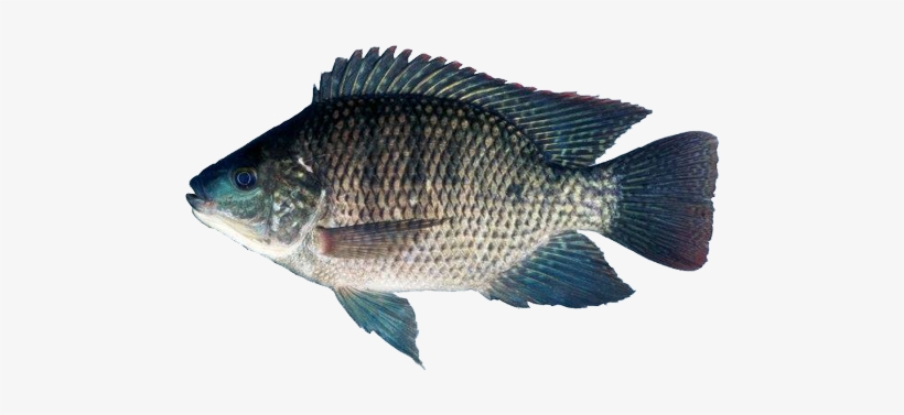 Tilapia - Tilapia Live, transparent png download