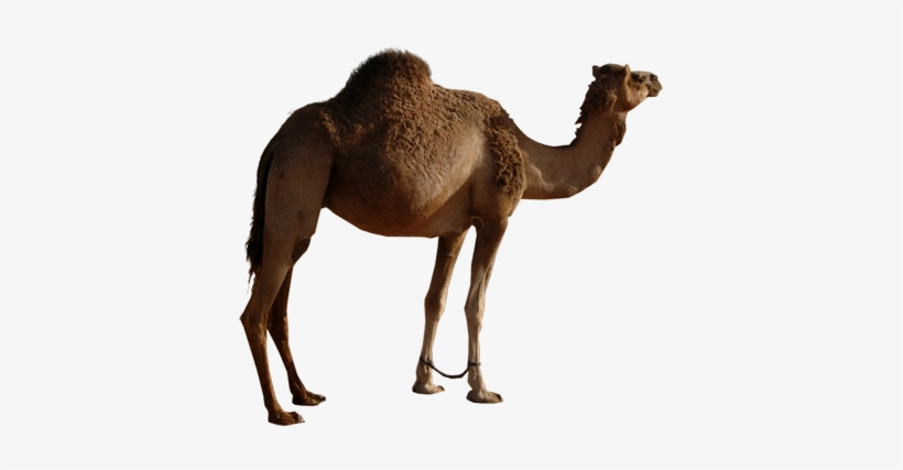 Camel Png Image - Dromedalho Png, transparent png download