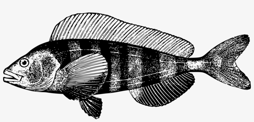 Fauna Fish Tilapia - Apsilus Dentatus, transparent png download