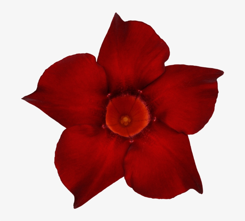 Sundaville Dark Red - Rocktrumpet, transparent png download