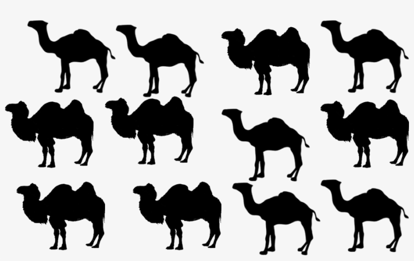 Camels - Arabian Camel, transparent png download
