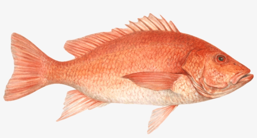 Snapper - Red Snapper Png, transparent png download