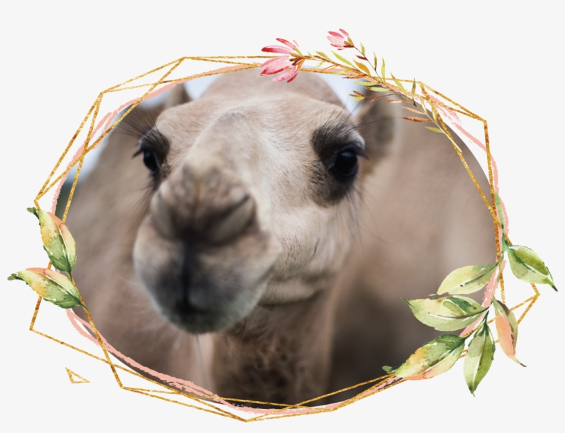 Some Of Our Family - Arabian Camel, transparent png download