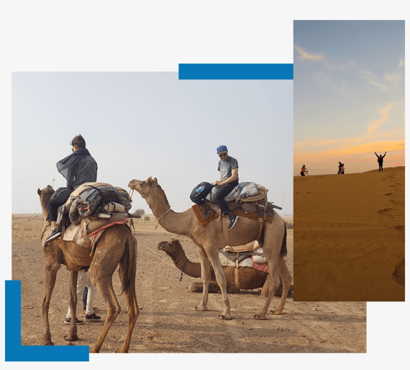 One Day Camel Safari Trotters Jaisalmer - Arabian Camel, transparent png download