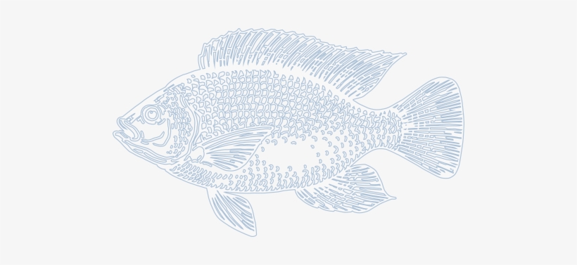 Healthier Life & Easier Business For You - Trout, transparent png download