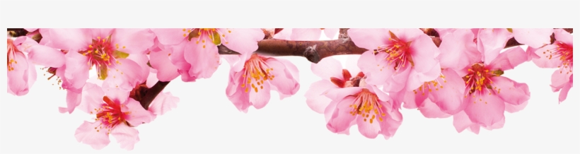 Bencaos Da Primavera Banner Img1 - Banner Primavera, transparent png download