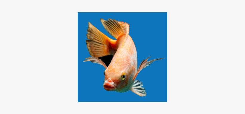 Quick View - Tilapia, transparent png download