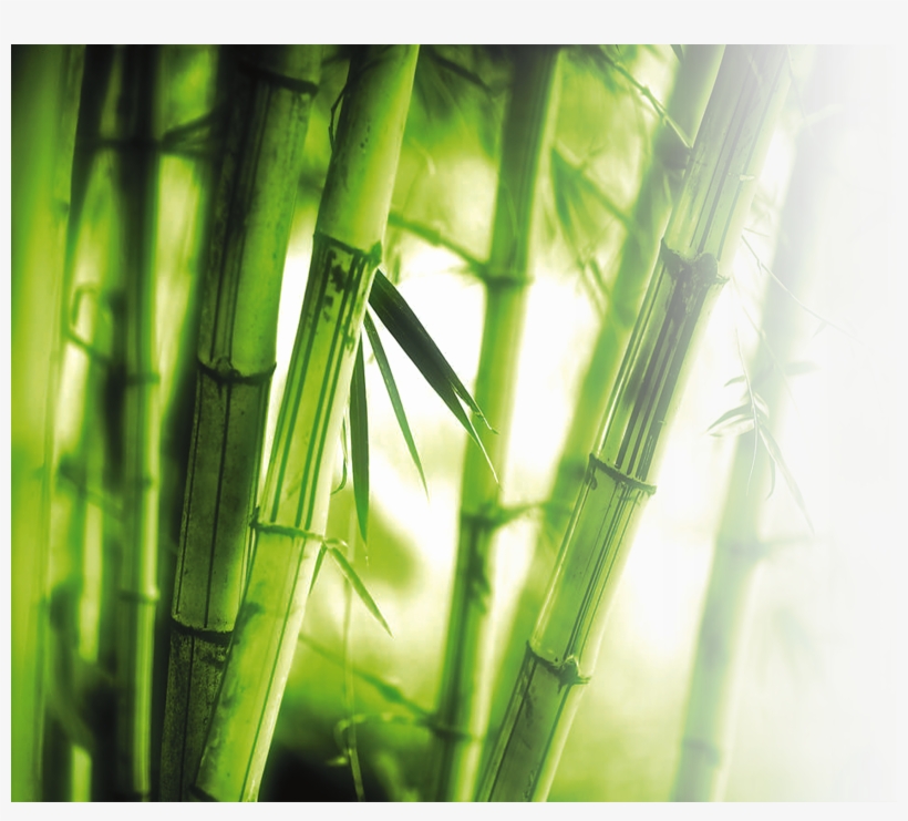 Png Library Library Bamboo Transparent High Resolution - Bamboo Background, transparent png download
