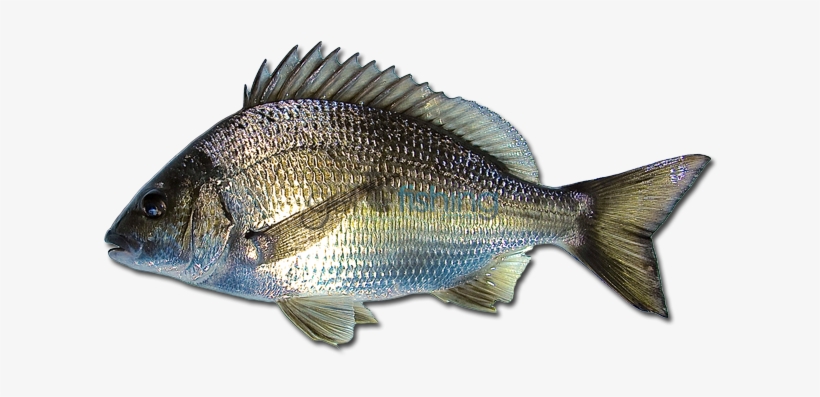 Black Bream - Black Bream Fish, transparent png download