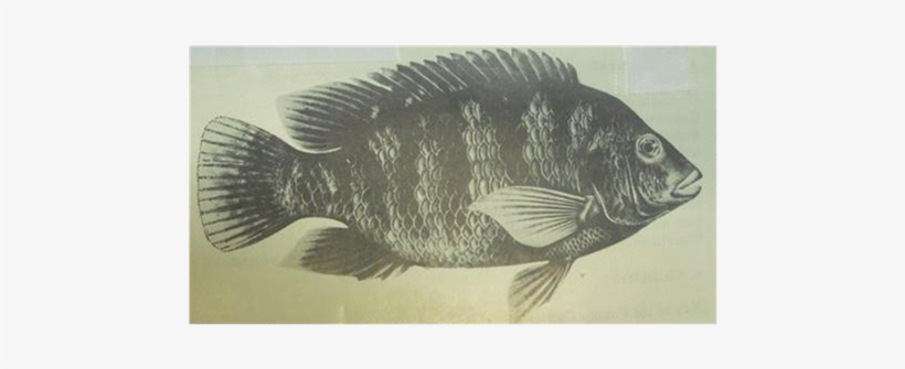 Adult Tilapia Zillii [2] - Striper Bass, transparent png download