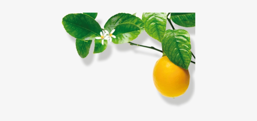 Lemons Trees - Bitter Orange, transparent png download