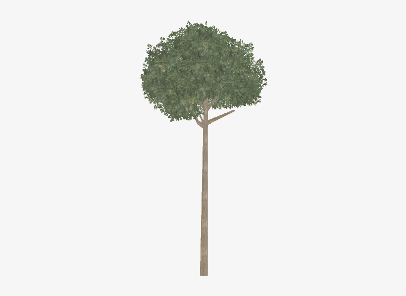 Lemon Ironbark - Sabal Palmetto, transparent png download