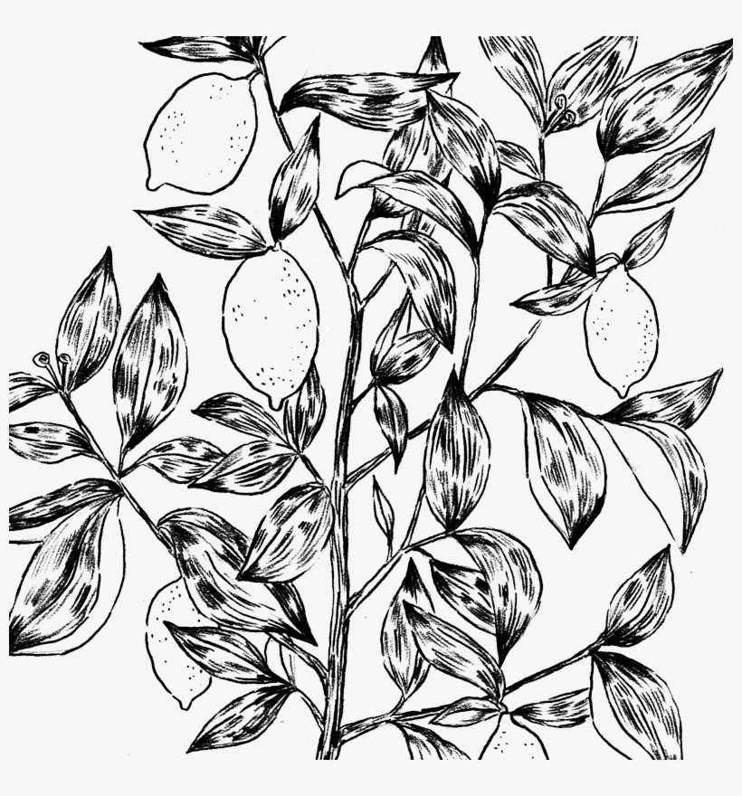 Lemontree - Portable Network Graphics, transparent png download