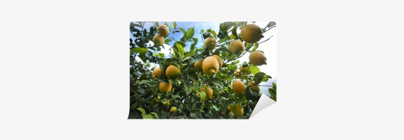 Eureka Lemon Tree, transparent png download