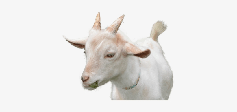 Goat Veterinarian In Cumming Ga - Georgia, transparent png download