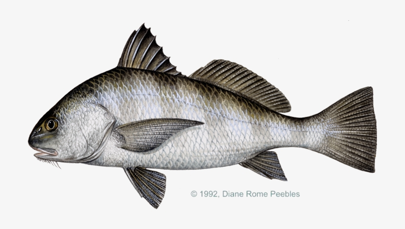 Drum, Black - Black Drum, transparent png download