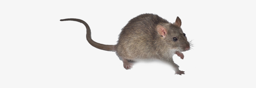 Rata De Campo Png, transparent png download