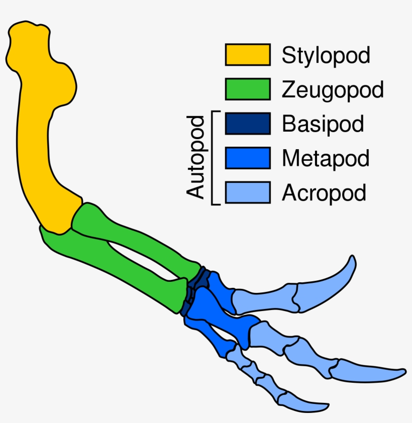 Open - Wikimedia Commons, transparent png download