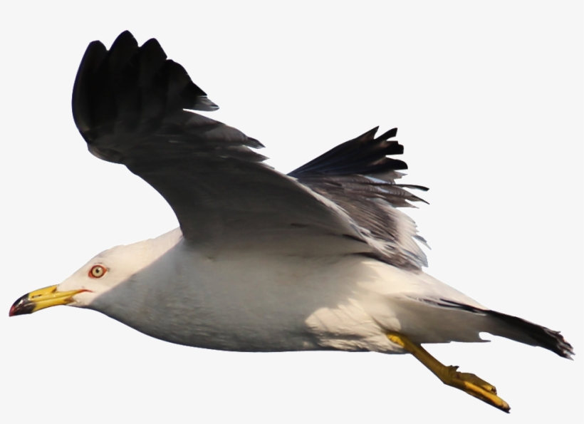 Hd Beautiful Seagull Static Png - Portable Network Graphics, transparent png download