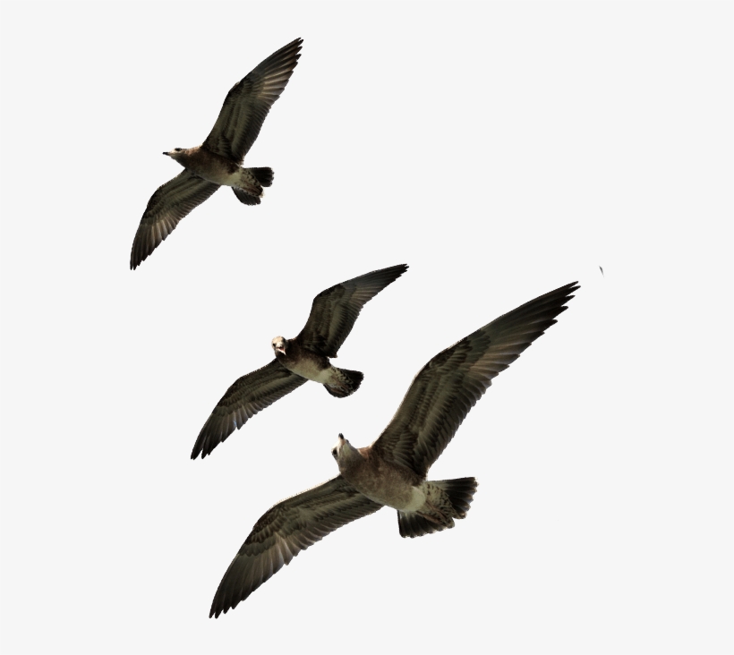 Seagulls-flying - Seabird, transparent png download