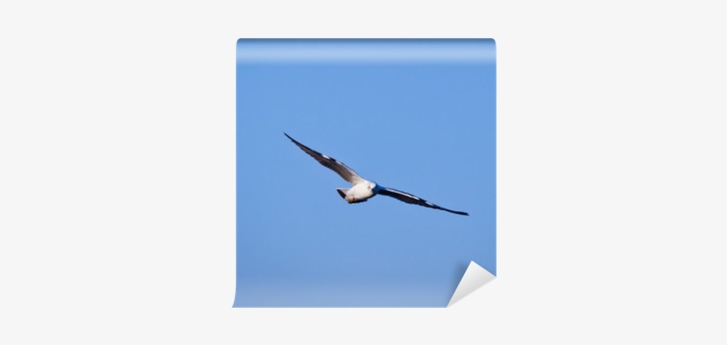 Gull, transparent png download
