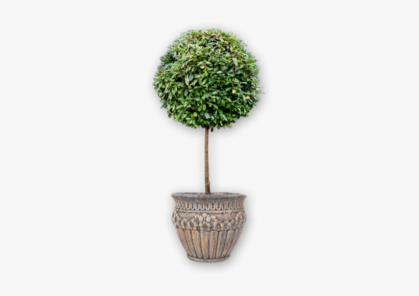 Potted Plant * - Soil, transparent png download