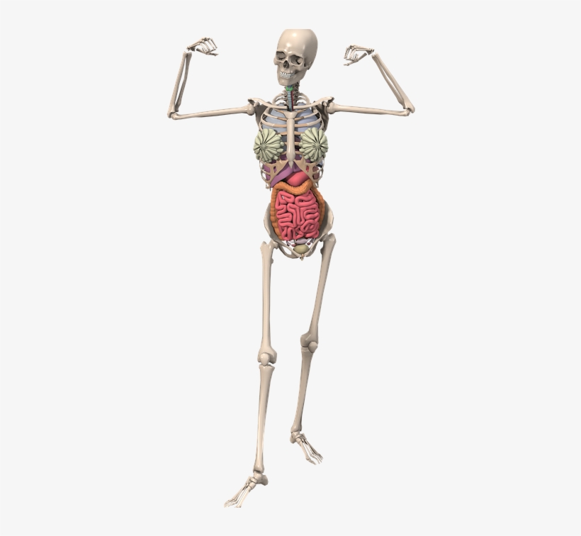 Los Huesos También Se Lesionan - Esqueleto Anatomia Png, transparent png download
