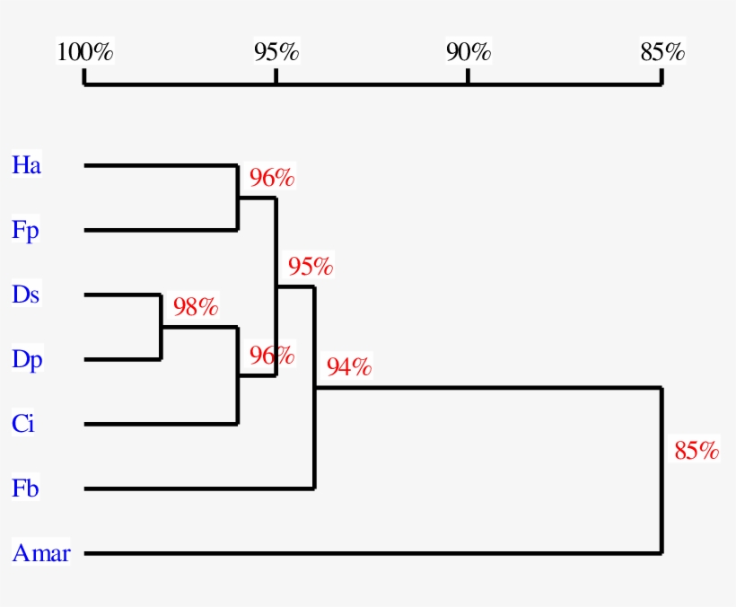 6 Homology Tree Of The Rbcl Sequences From Seven Different - Diagram, transparent png download