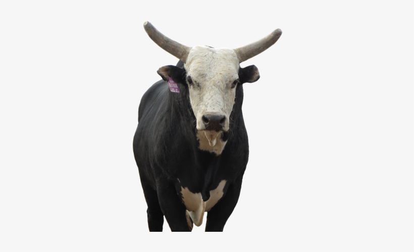 Meat Hook - Pbr Bull Meat Hook, transparent png download