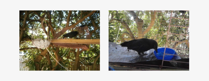 However, Crow Thompson's Outside Freedom, Soon Started - Wild Turkey, transparent png download