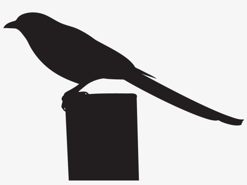 Black-billed Magpie - Birds Black And White, transparent png download