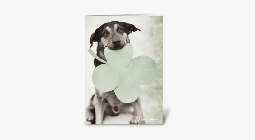 Patrick's Day Greeting Card - Dog, transparent png download