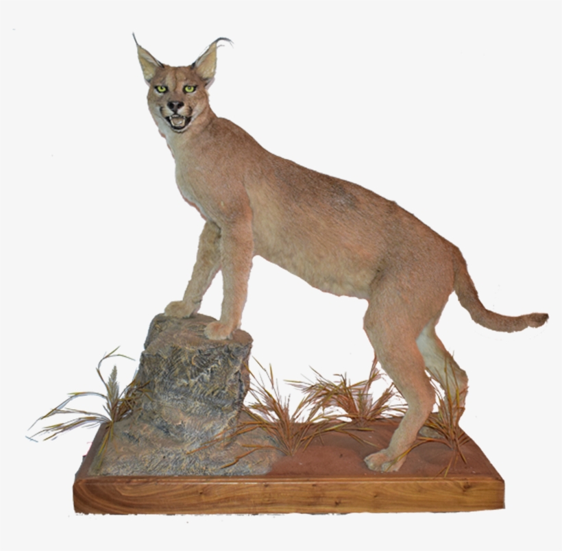 Caracal Full Mount Cr1 - Cougar, transparent png download