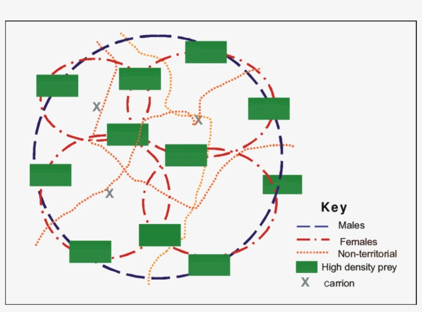 Caracal Male And Female Home Range Areas In Relation - Diagram, transparent png download