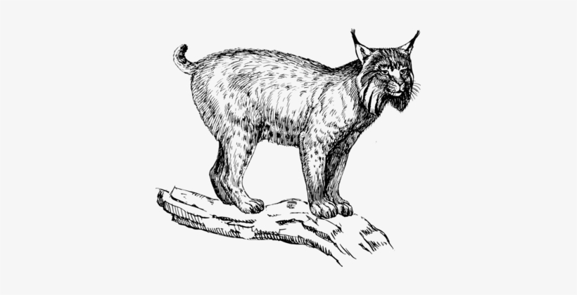 Eurasian Lynx Wildcat Felidae Drawing Bobcat - Lynx Clipart, transparent png download