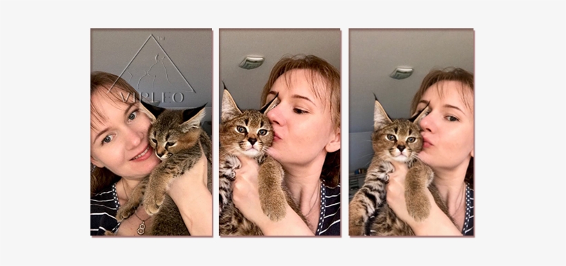 Selling Kitten, Caracal, Buy Caracal, Buy Caracat, - Domestic Short-haired Cat, transparent png download