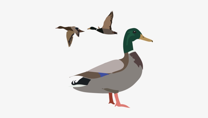 It's Duck Week On Inaturalist Jan - Mallard, transparent png download