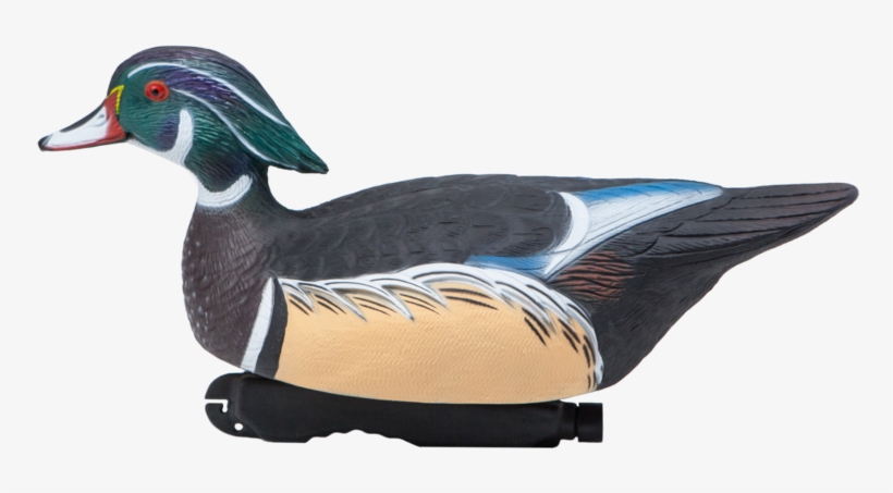 Sale - Wood Duck, transparent png download