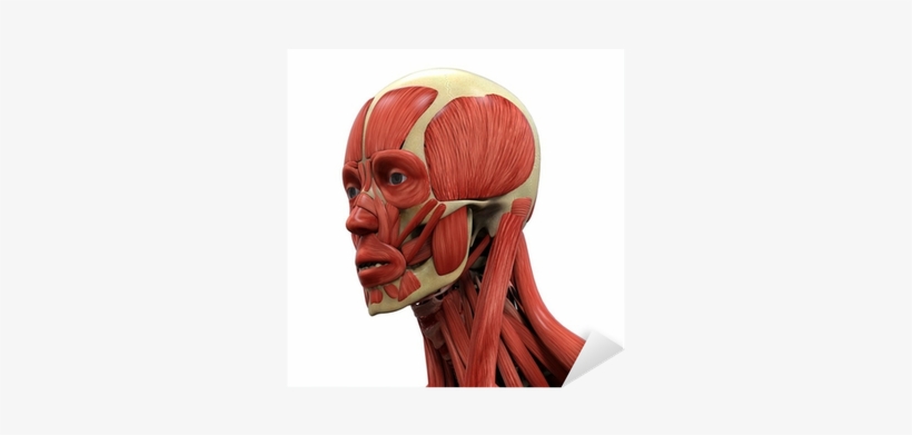 眼 輪 筋, transparent png download