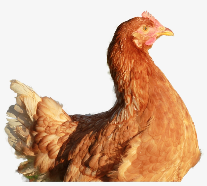 Img - Gallina Colorada Png, transparent png download