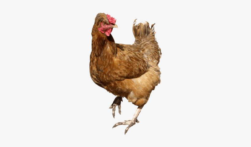 Galina Marrón Andante - Angry Chicken Png Transparent, transparent png download