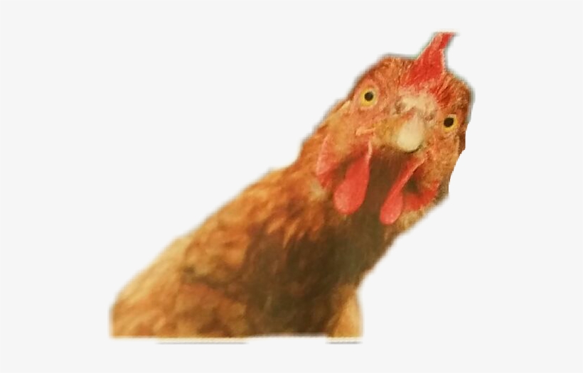 Chicken In Dogs Mouth, transparent png download