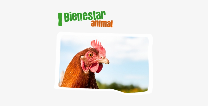 Alimentacion - Hen Bangladesh, transparent png download
